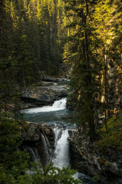 Forest ecosystems