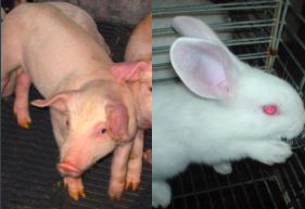 antibiòtics