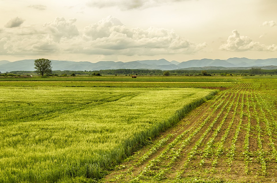 Crop diversity