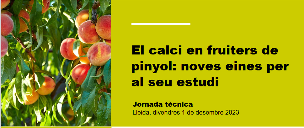 Calci fruiters