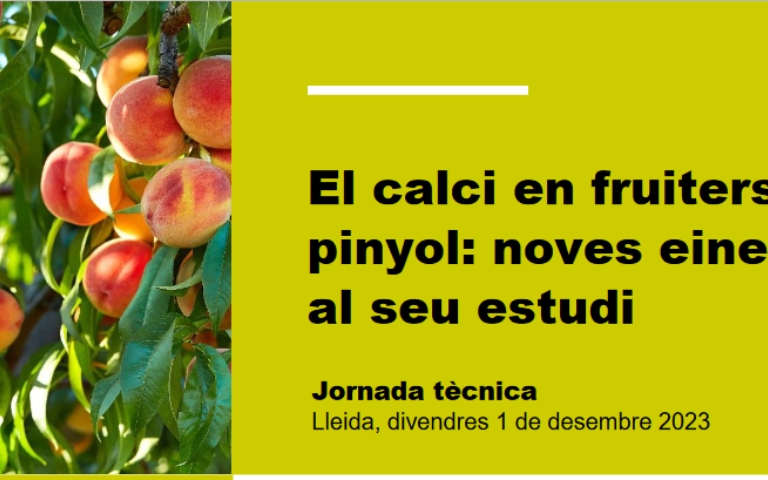 Calci fruiters