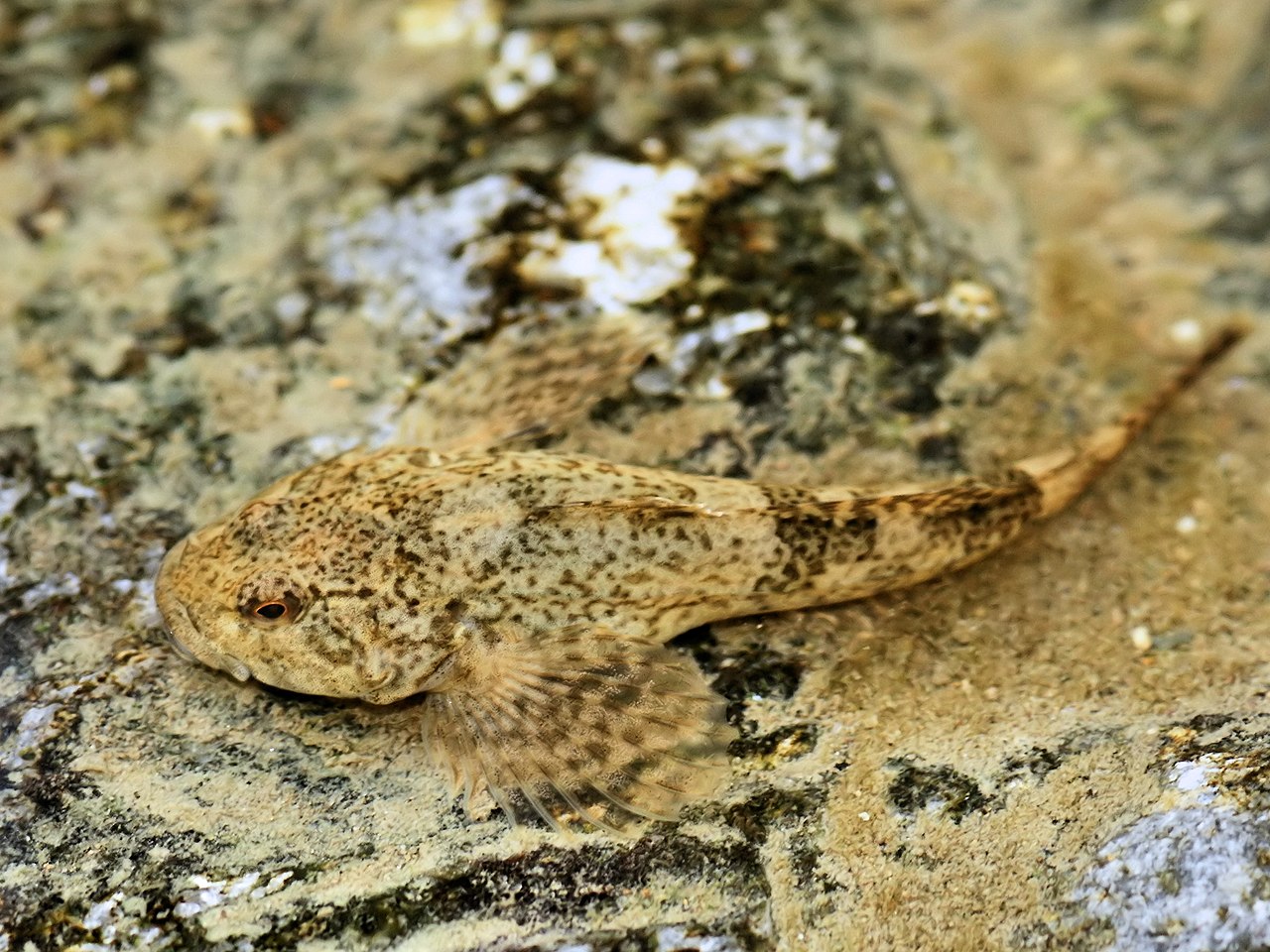 Cavilat