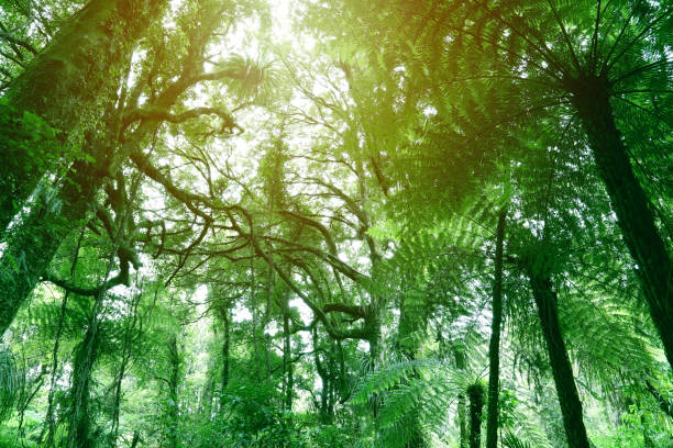 Jungle