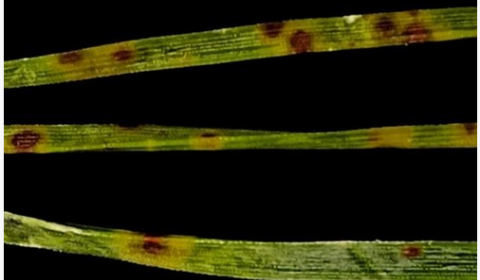 Malaltia pins-Maria Caballol