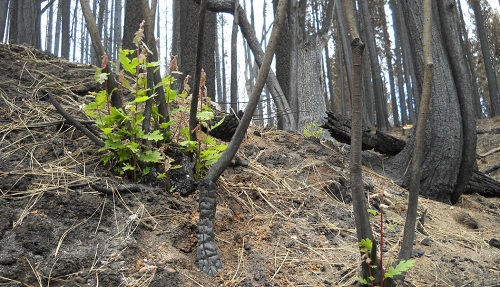 National Forest Foundation