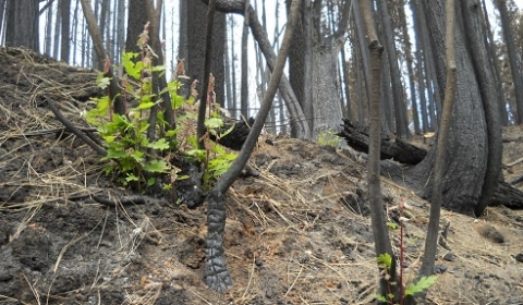 National Forest Foundation