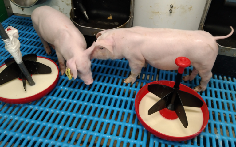 Suplements veterinaris