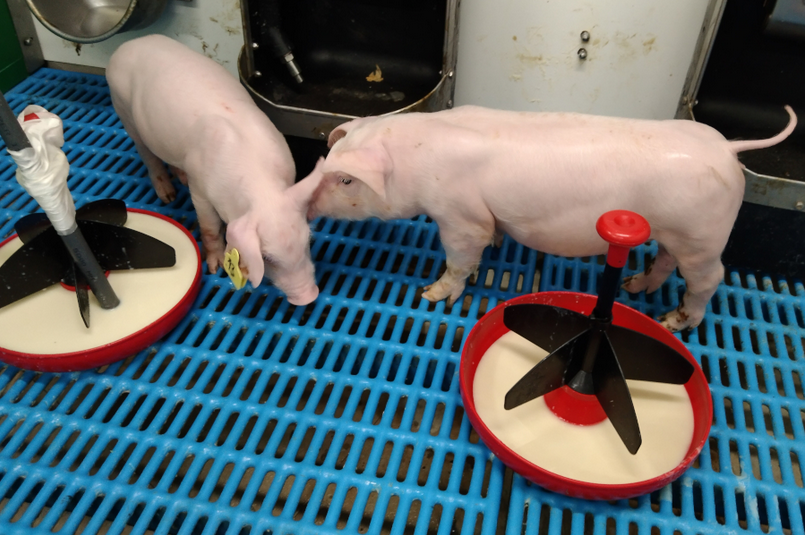 Suplements veterinaris