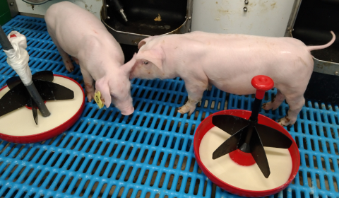 Suplements veterinaris