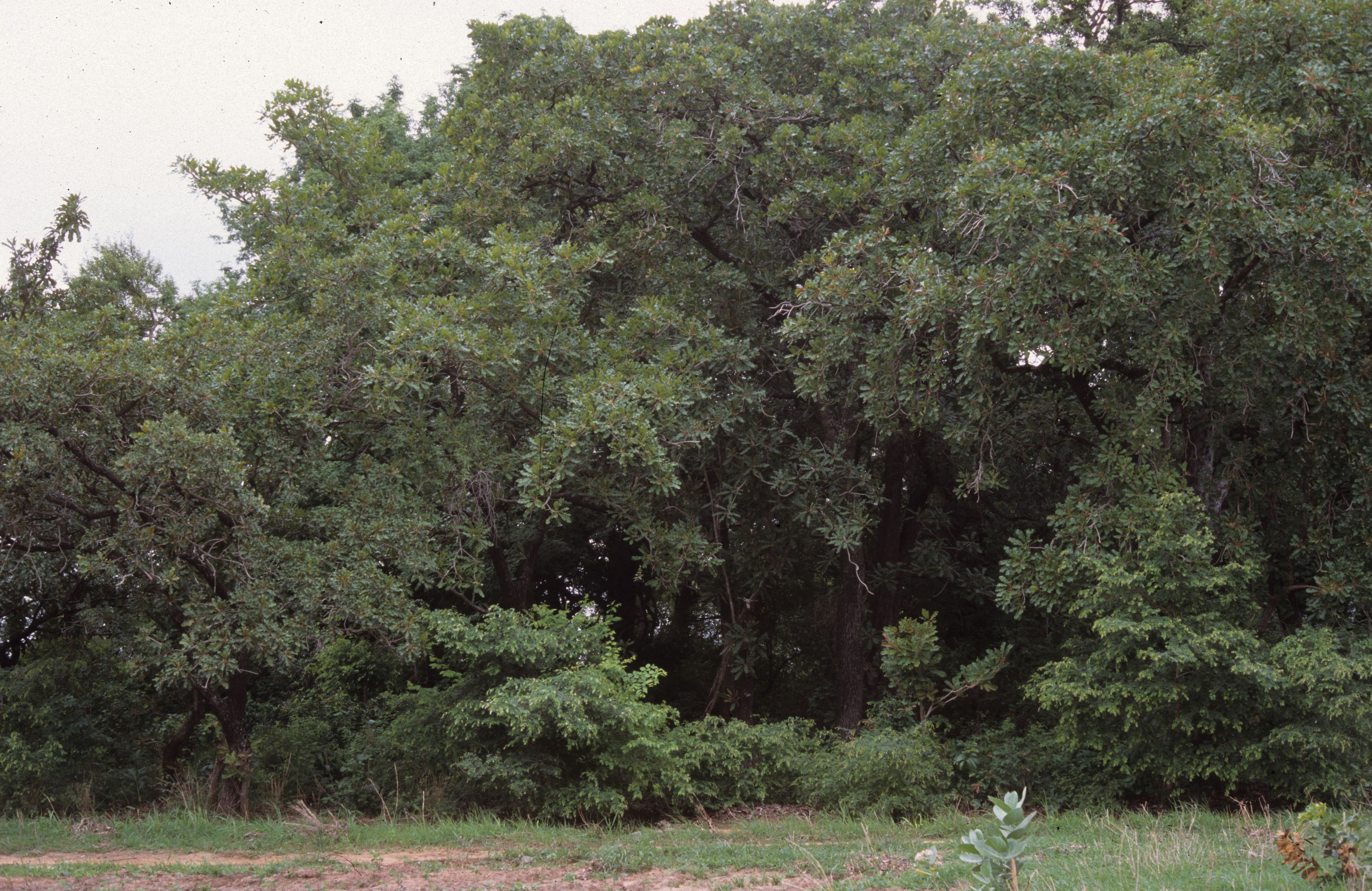 TOGO TAMI 5   3