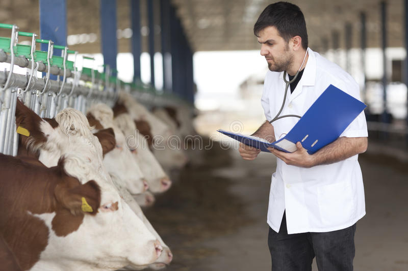 Vet cow