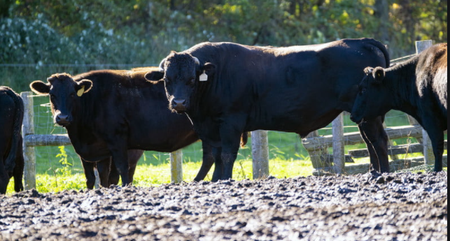 Wagyu cows