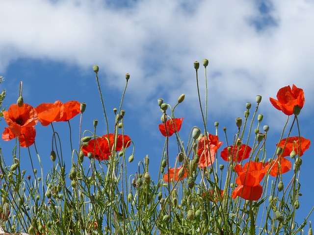 poppies