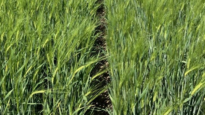 winter-barley2
