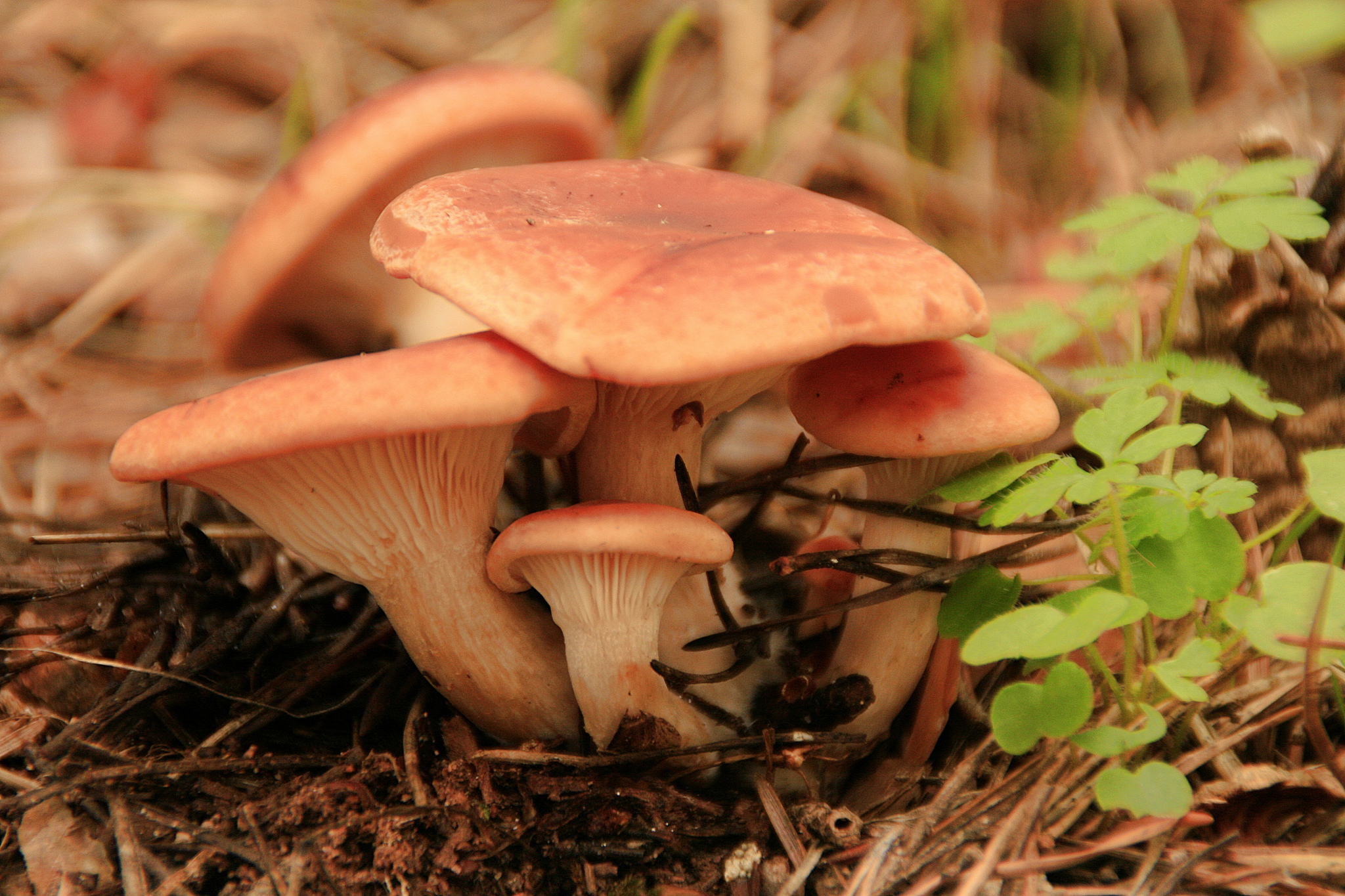 rovellons-foto-MiguelAngelGarcia