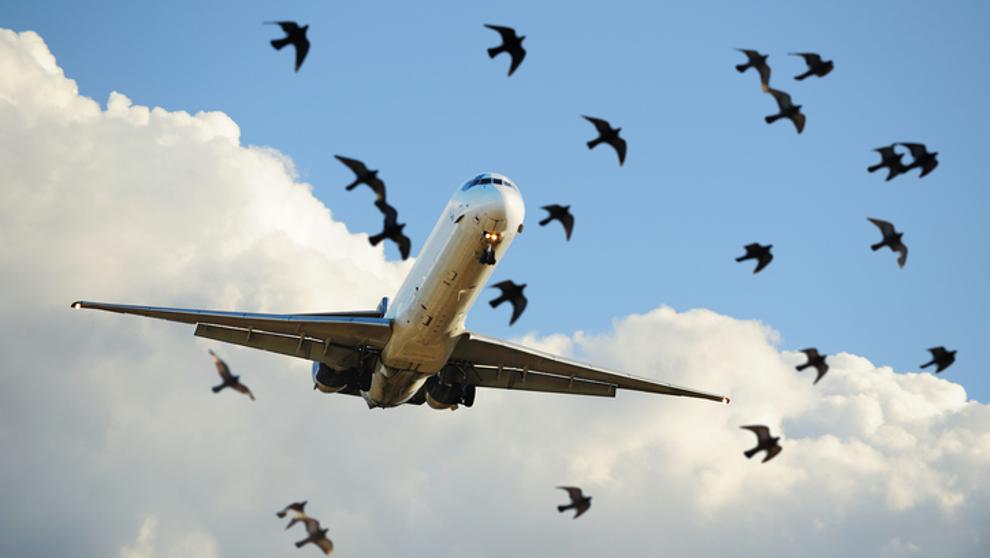 aves aeropuerots