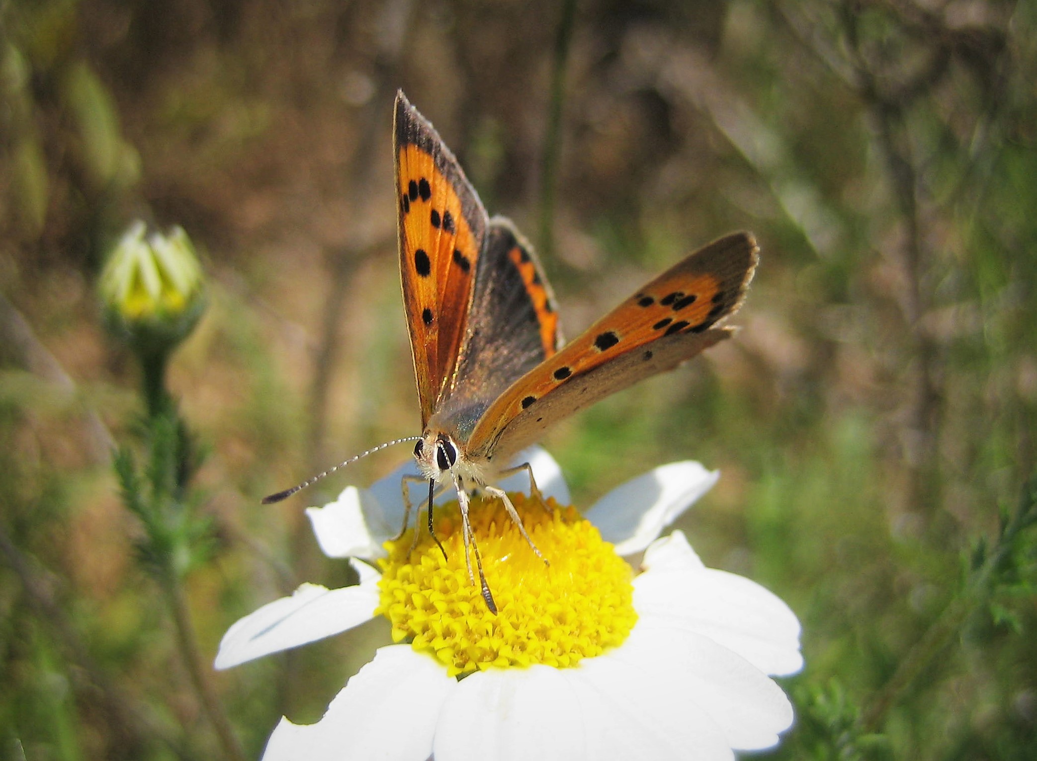 Lycaena-phlaeas