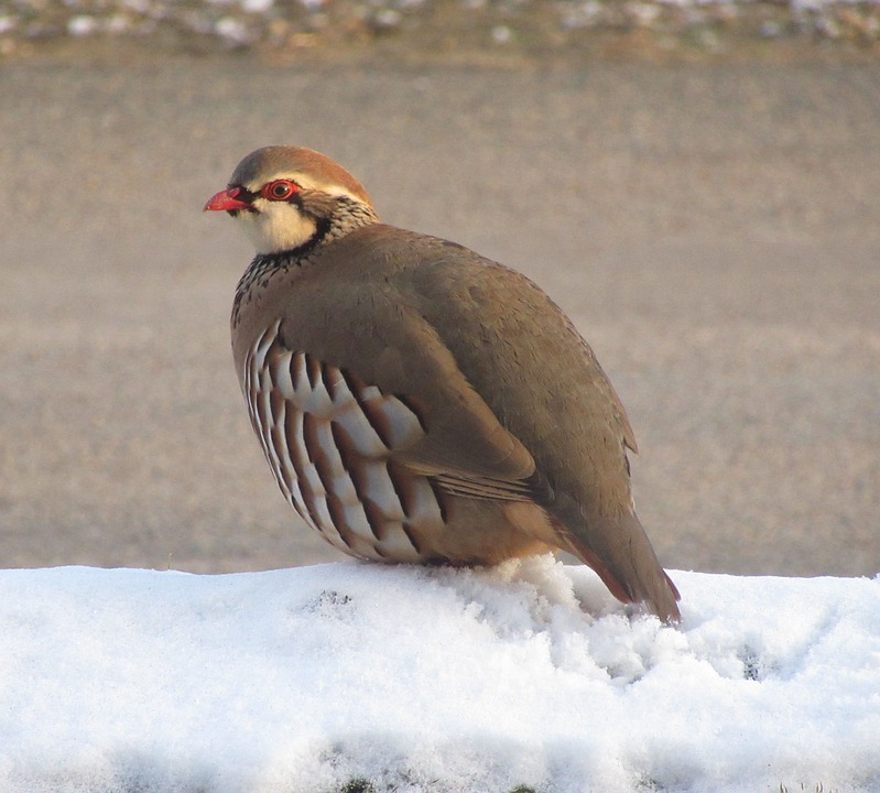 Partridge
