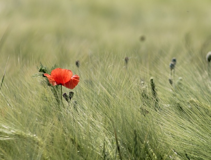 Poppy
