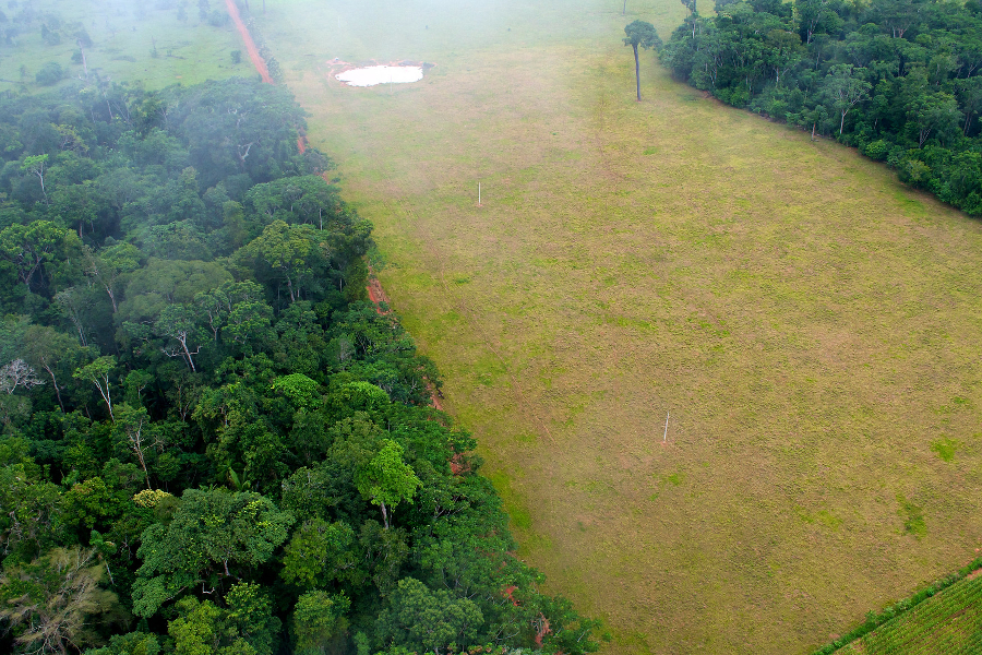 deforestacio
