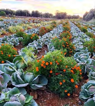 2n congres de l'Horta