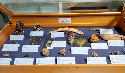 Expo botànica