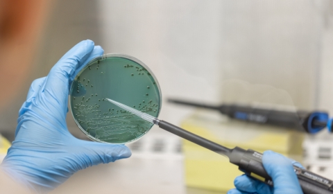 Agrotecnio-patogens-sucs2.jpg_513066471