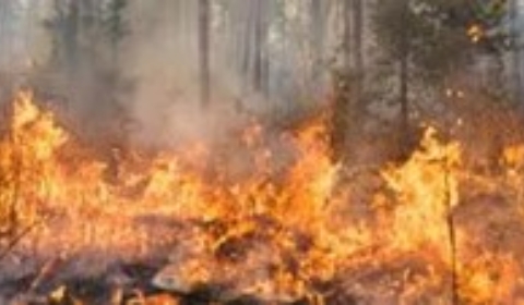 INCENDIS FORESTALS