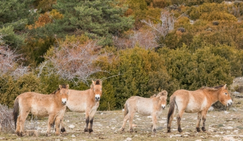 Przewalski2-J.-Bartolome