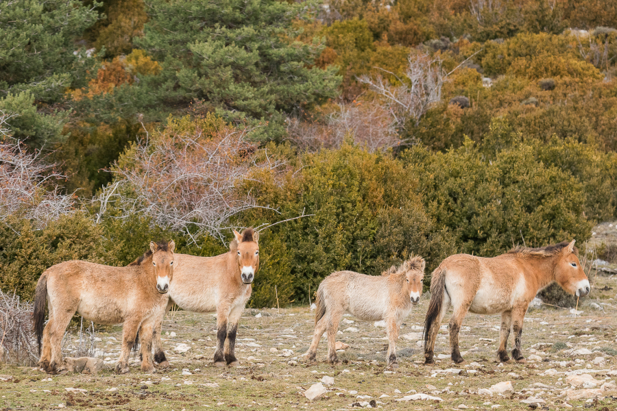 Przewalski2-J.-Bartolome